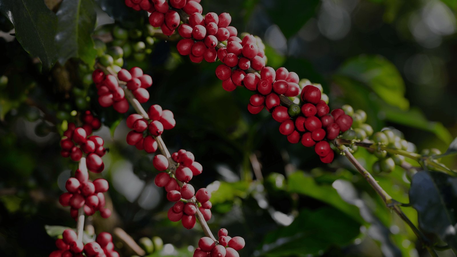 Cerezas de café maduras en la planta, listas para la cosecha